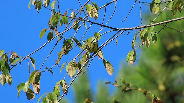 Yellow-throated Vireo - ML608771820