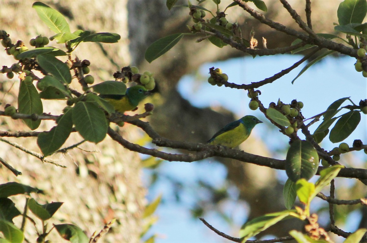 Blue-naped Chlorophonia - ML608771913