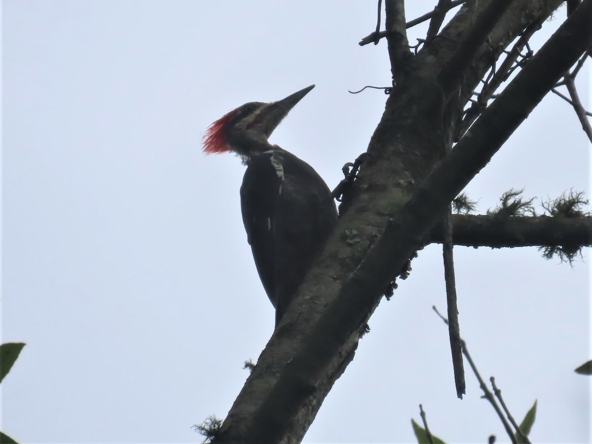 Pileated Woodpecker - ML608771931