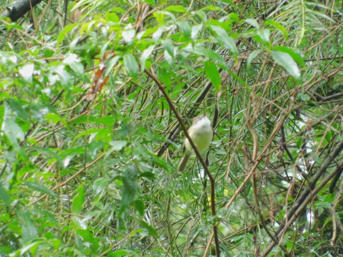 White-throated Tyrannulet - Sergio Eduardo Villagra