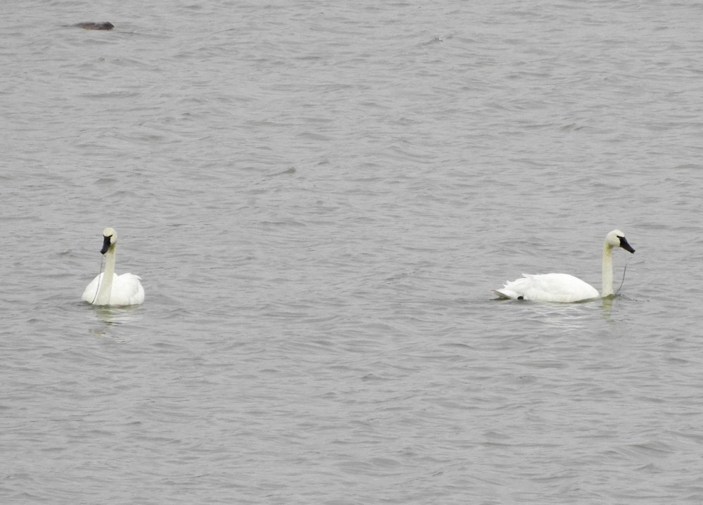 Tundra Swan - ML608772031