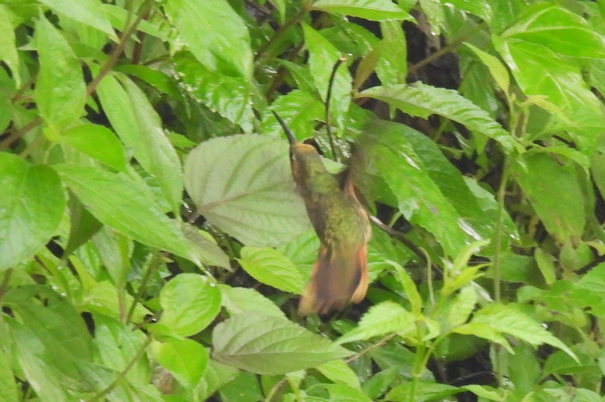 kolibřík pestroocasý - ML608772049