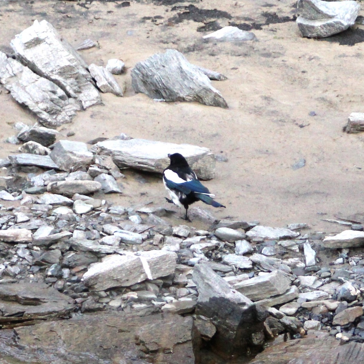 Black-billed Magpie - ML608772168