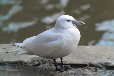 Gaviota Marfileña - ML608772260