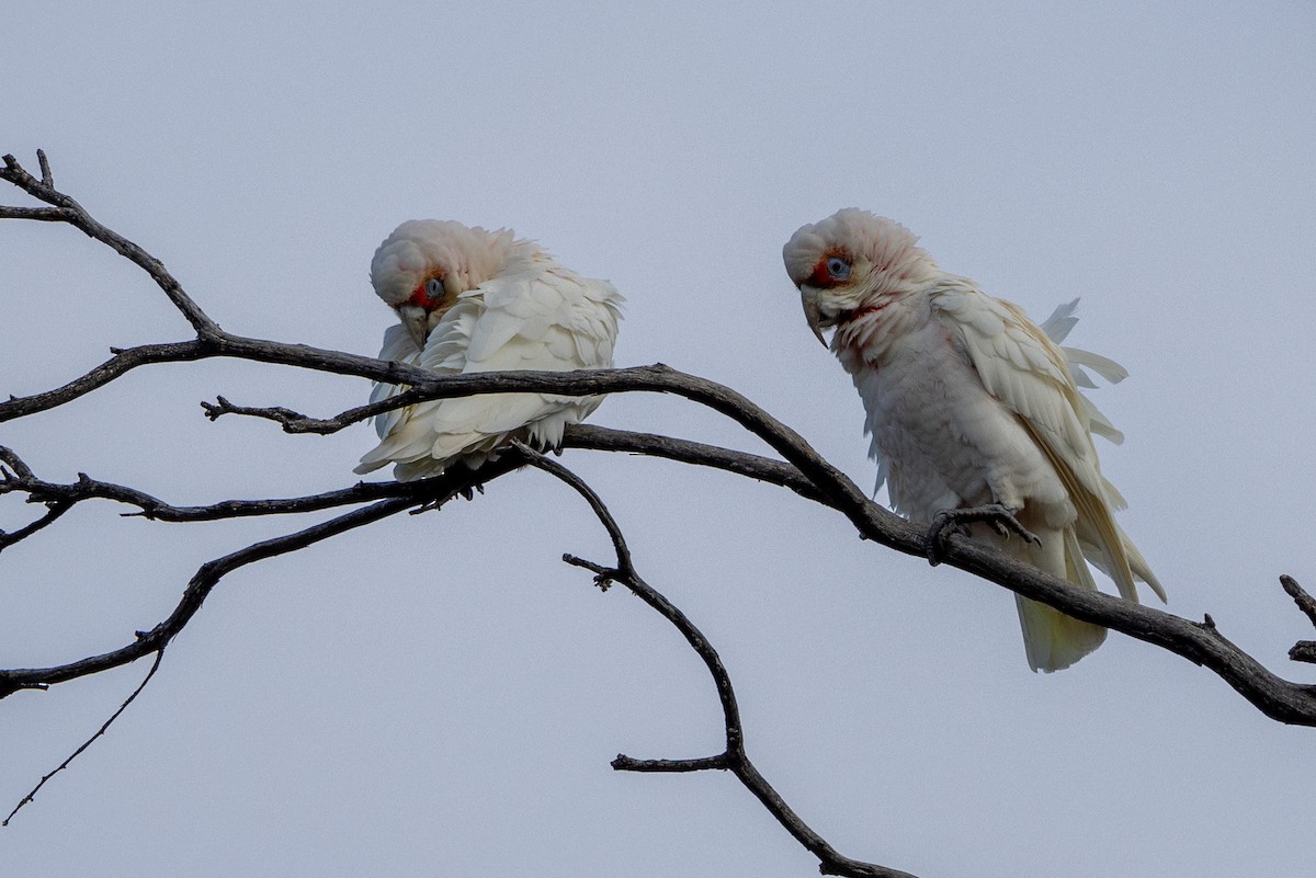 Long-billed Corella - Richard and Margaret Alcorn