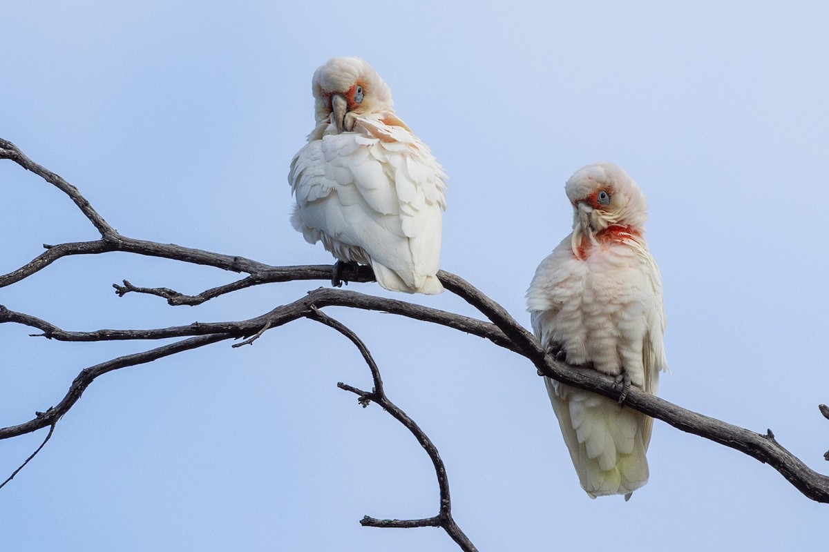 Long-billed Corella - ML608772292