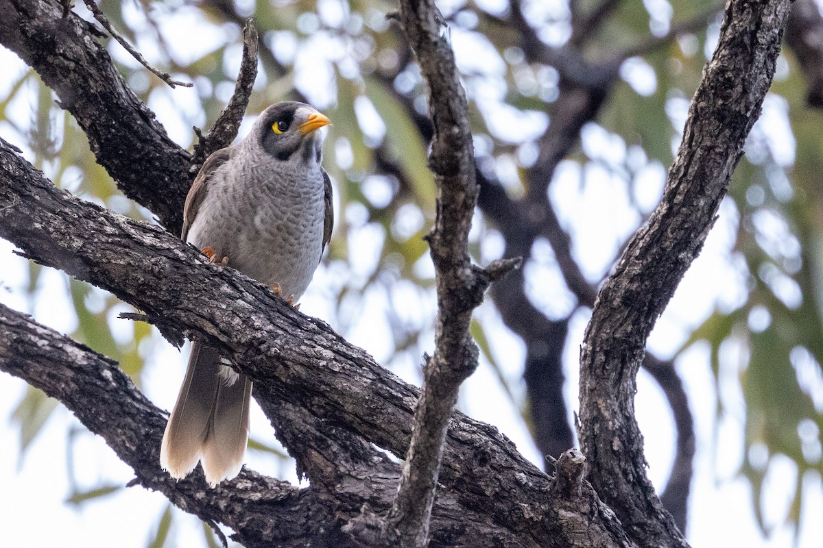 Noisy Miner - ML608772460