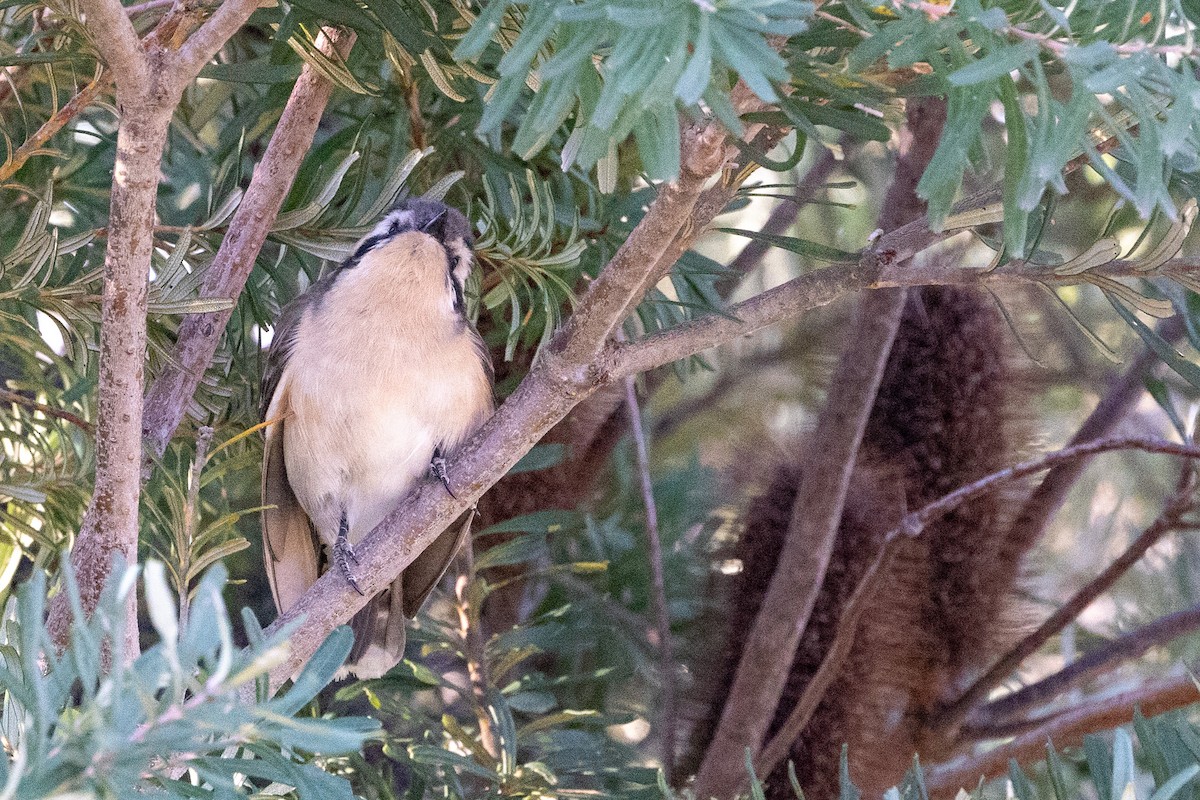 Black-eared Cuckoo - ML608772499