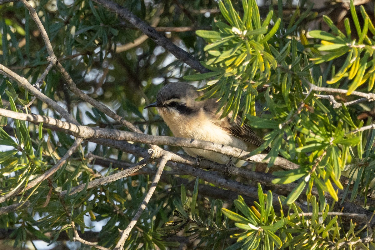 Black-eared Cuckoo - Richard and Margaret Alcorn