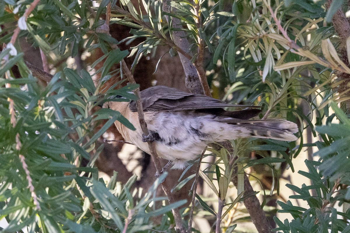 Black-eared Cuckoo - ML608772501