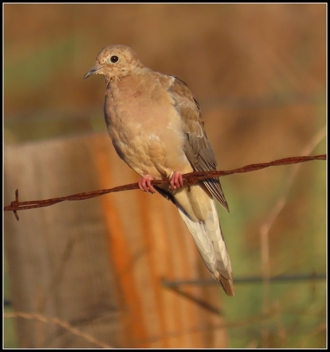 Mourning Dove - ML608772580