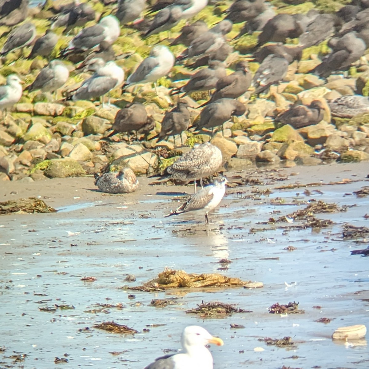 Franklin's Gull - ML608772676