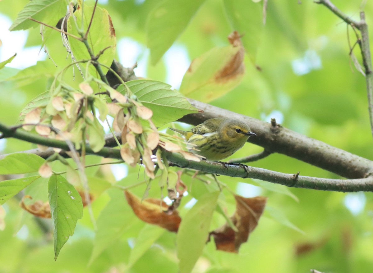 Cape May Warbler - ML608772750