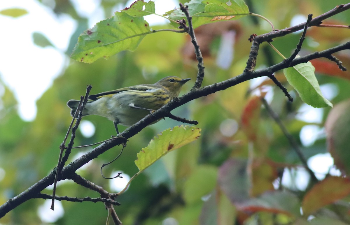 Cape May Warbler - ML608772755