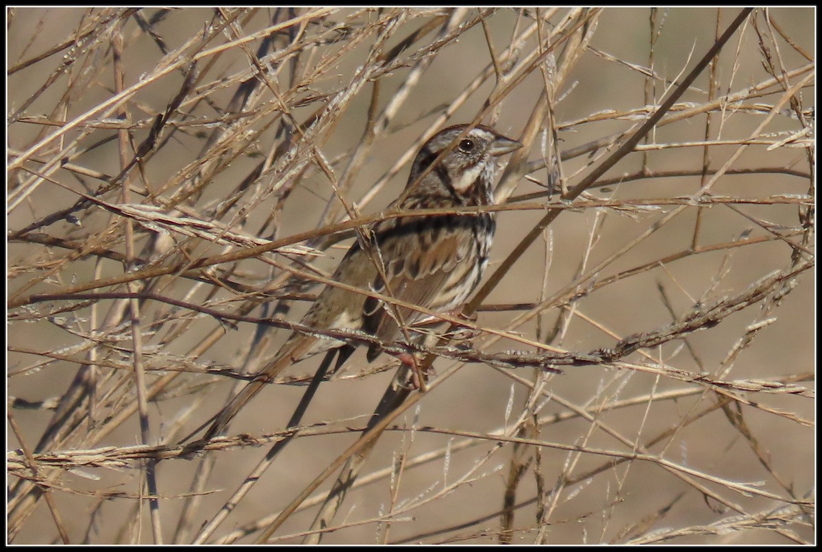 Song Sparrow - Peter Gordon