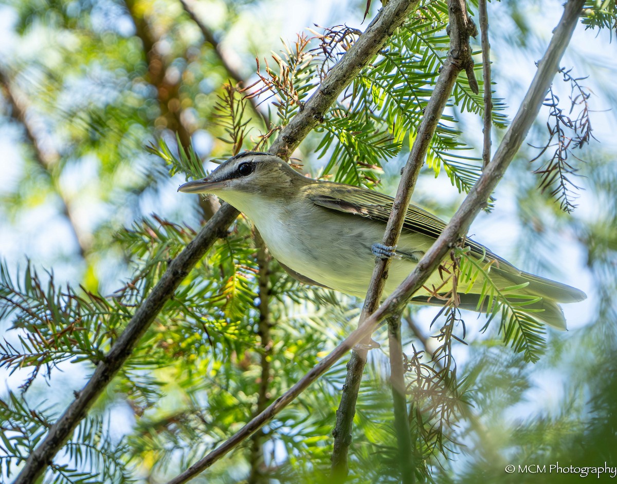 Red-eyed Vireo - Mary Catherine Miguez