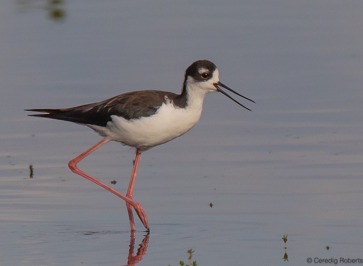 Black-necked Stilt - ML608772797