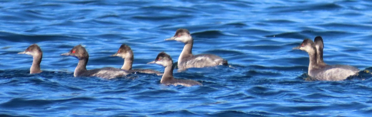 Eared Grebe - ML608772803