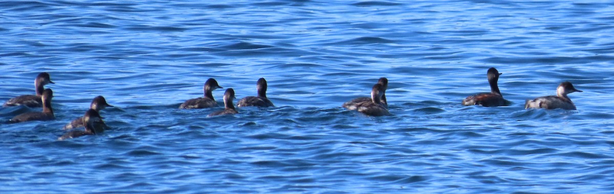 Eared Grebe - ML608772804