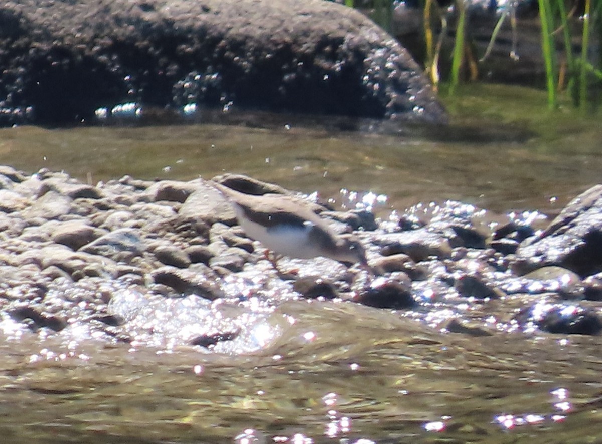 Spotted Sandpiper - ML608772819