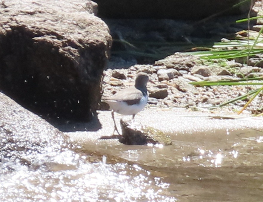 Spotted Sandpiper - ML608772820