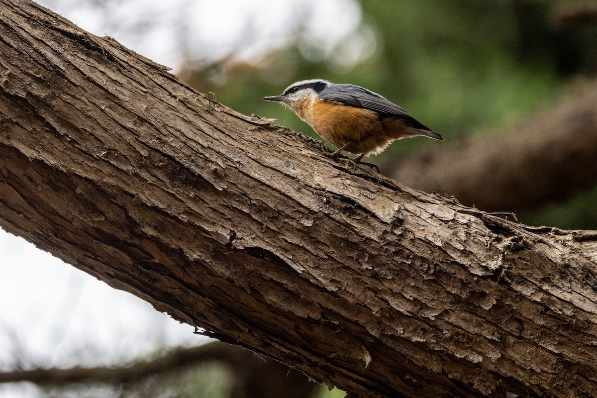 Red-breasted Nuthatch - ML608772837