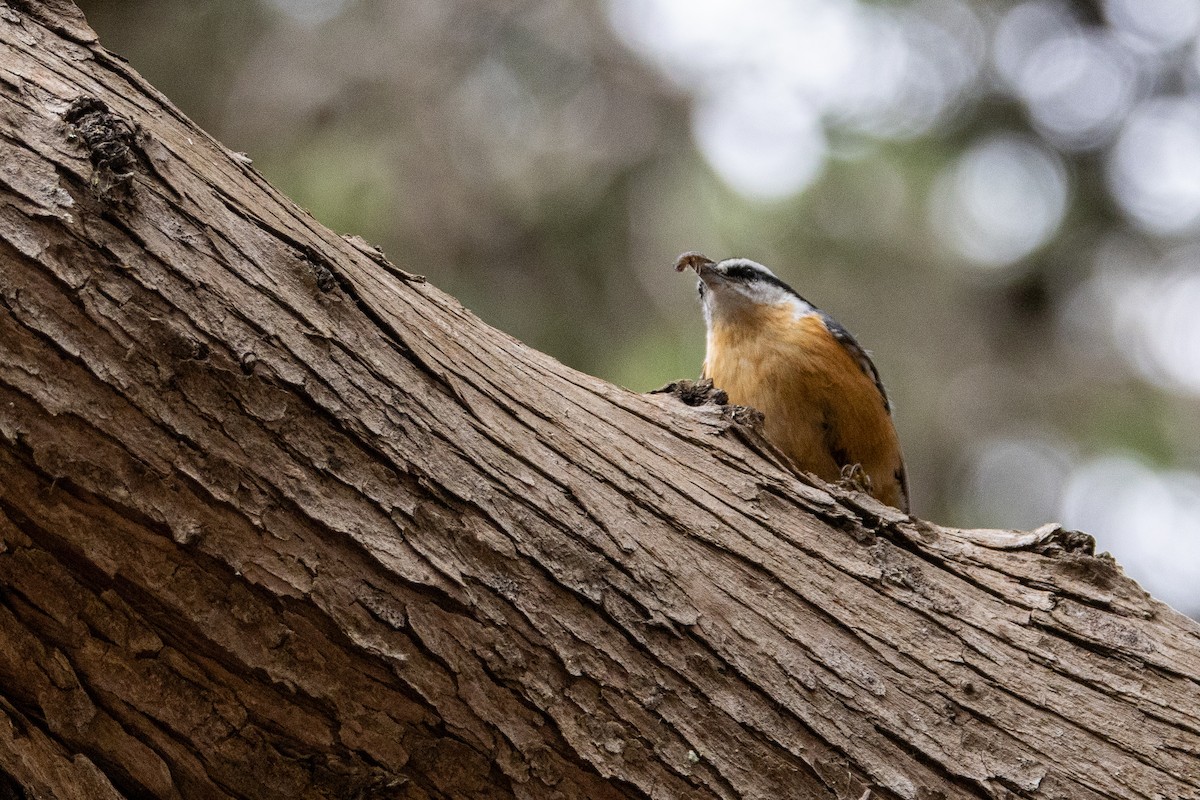 Red-breasted Nuthatch - ML608772842