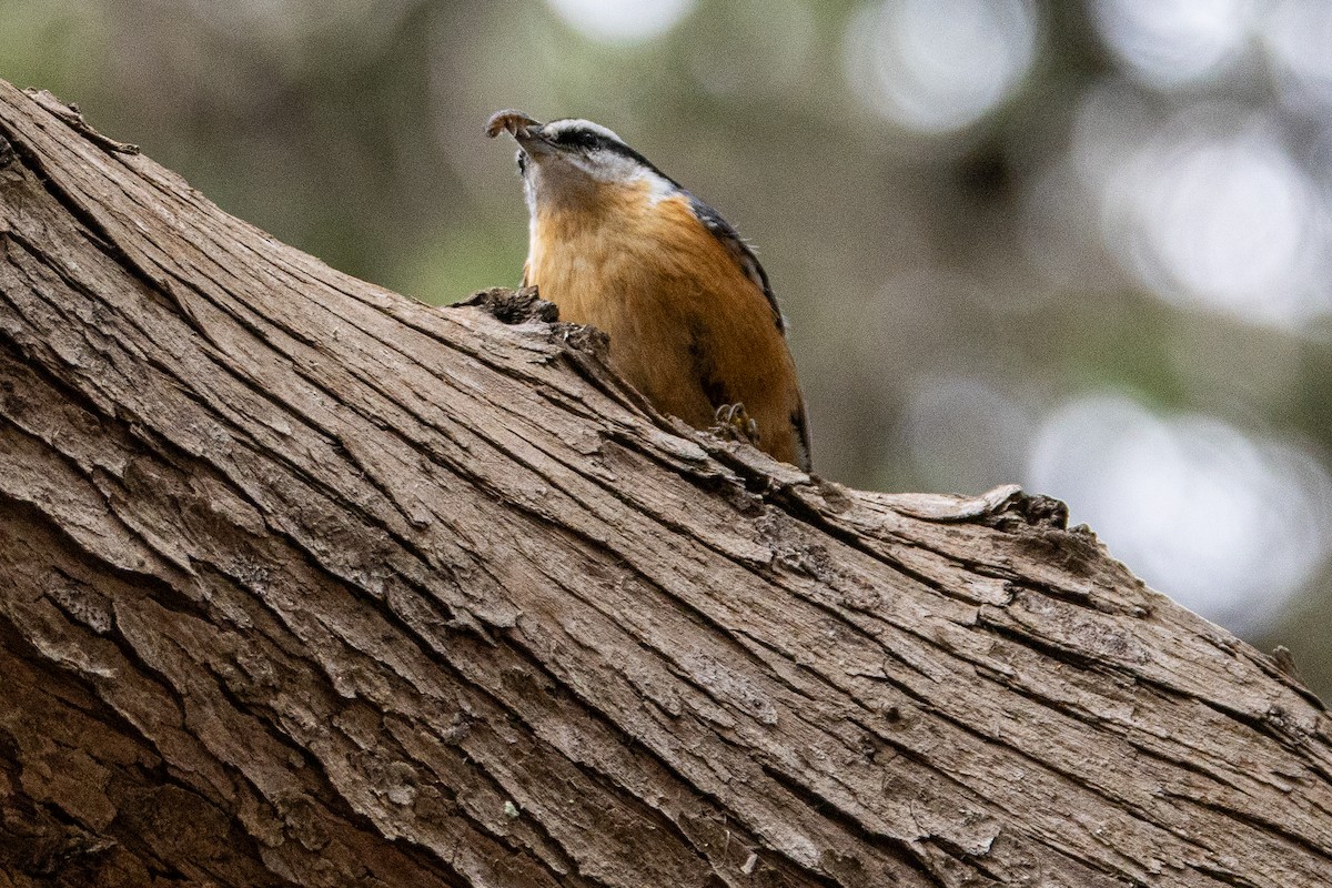 Red-breasted Nuthatch - ML608772844