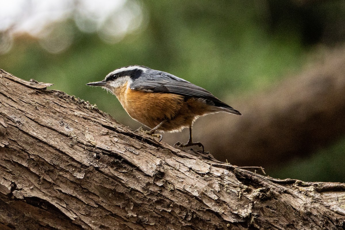 Red-breasted Nuthatch - ML608772857