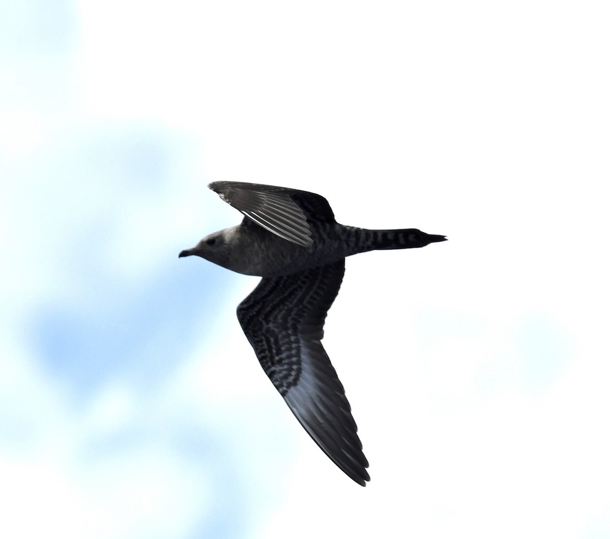 Long-tailed Jaeger - Jim Collins