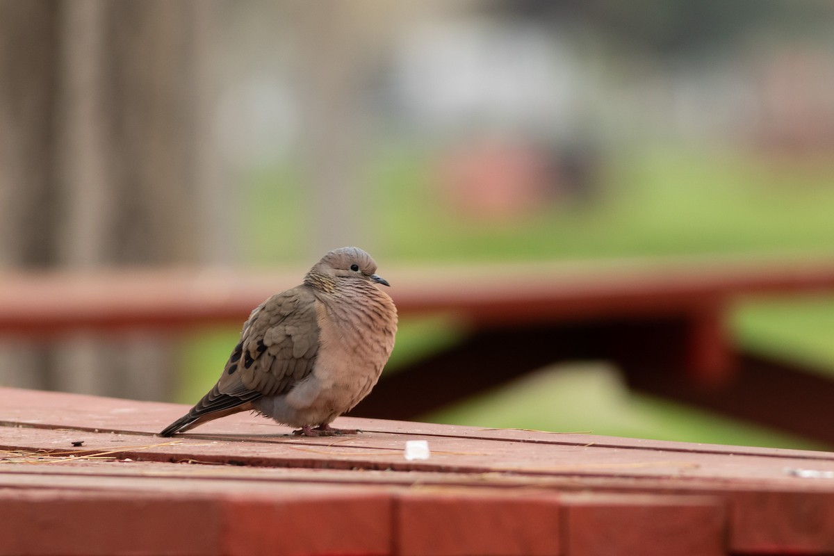 Eared Dove - Ariel Cabrera Foix