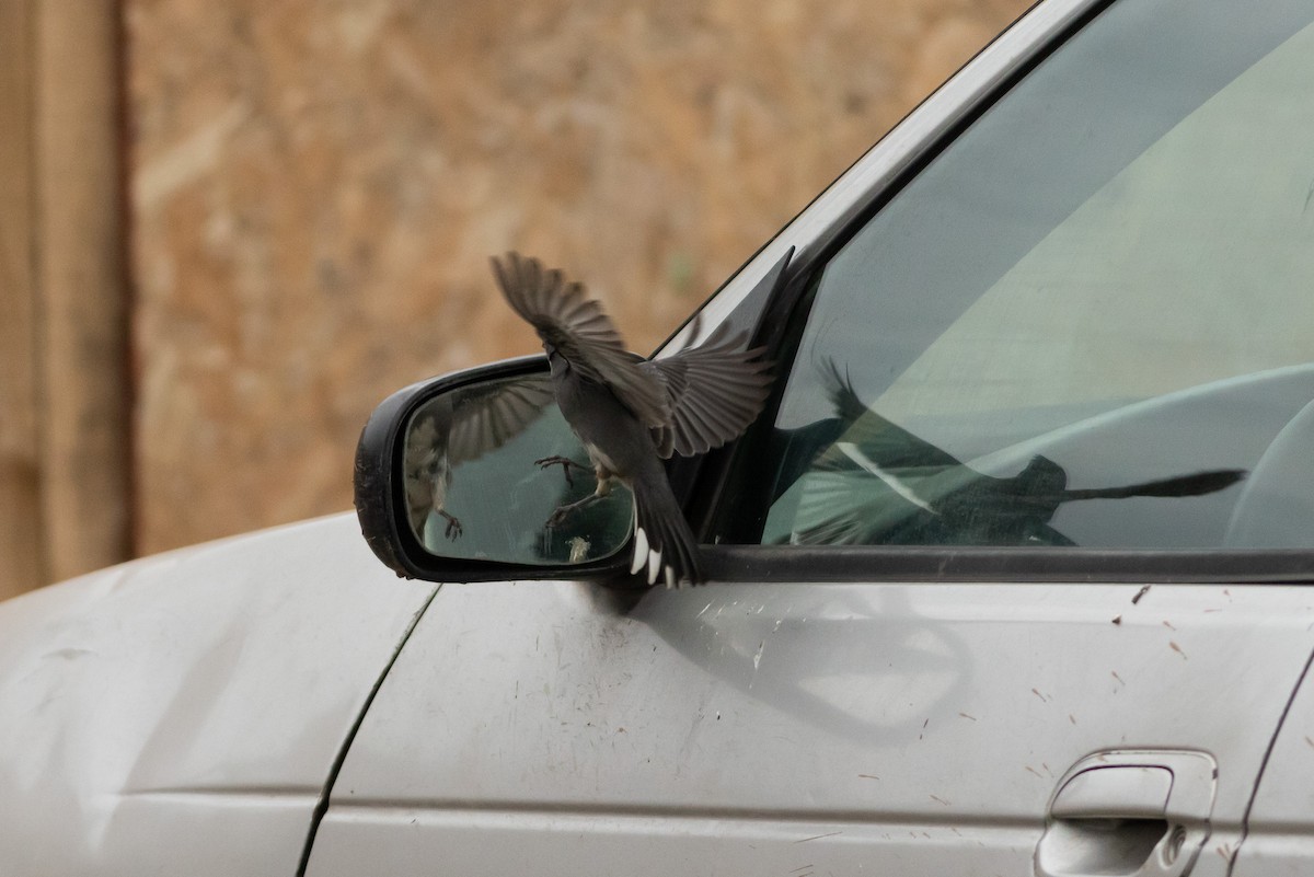 Diuca Finch - Ariel Cabrera Foix