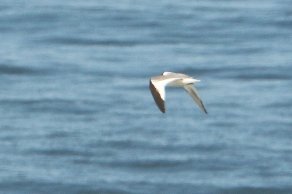 Sabine's Gull - ML608772979