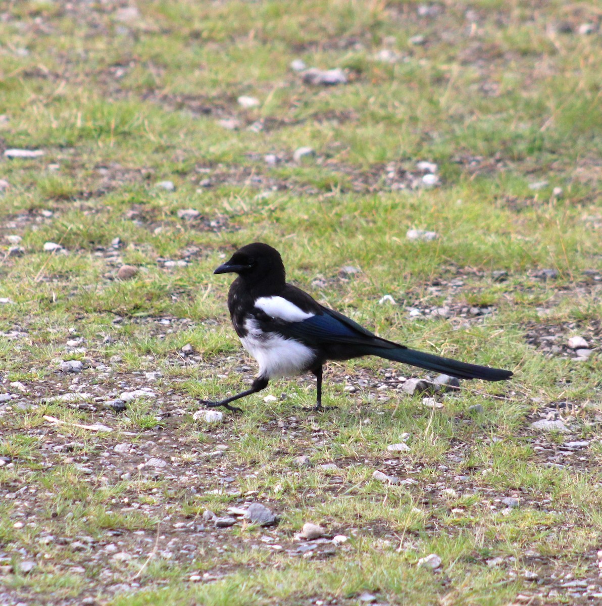 Black-billed Magpie - ML608772992