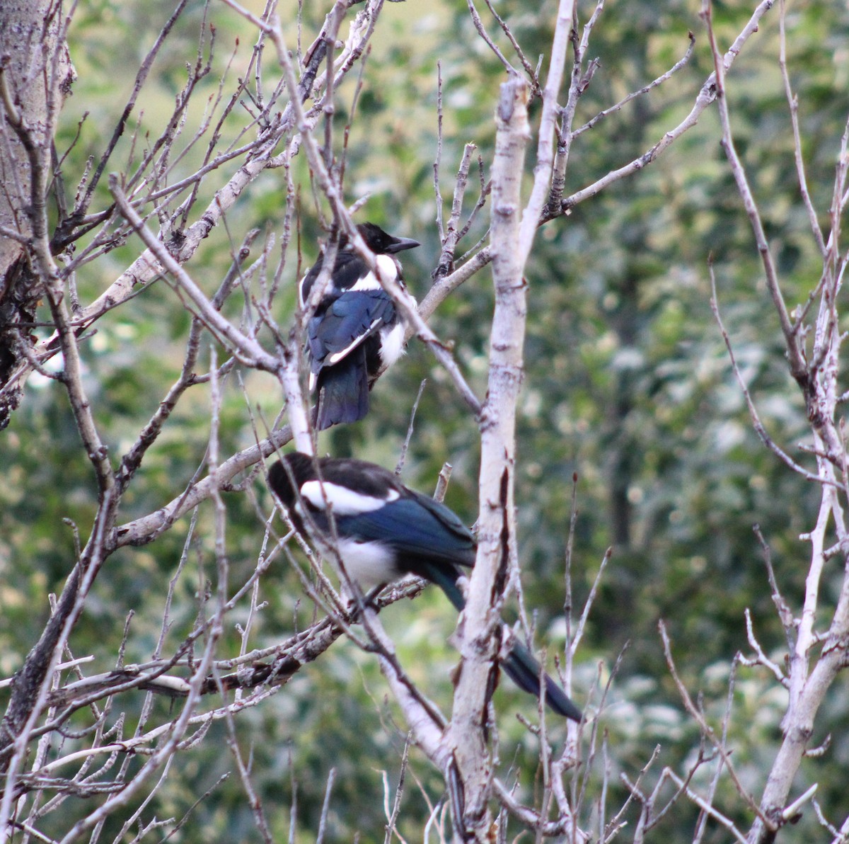 Black-billed Magpie - ML608772994