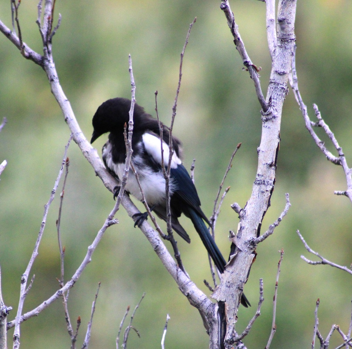 Black-billed Magpie - ML608772995