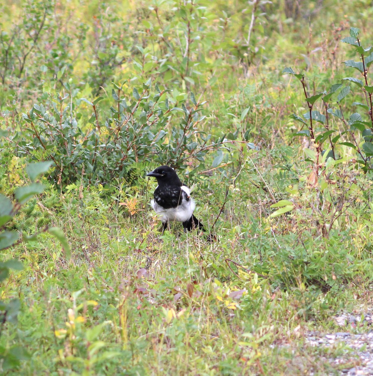 Black-billed Magpie - ML608773003