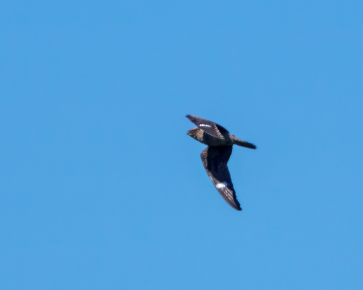 Common Nighthawk - Tom Momeyer