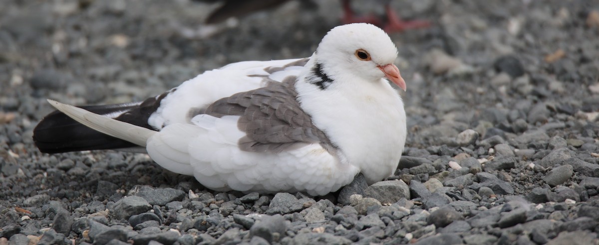 Rock Pigeon (Feral Pigeon) - ML608773064