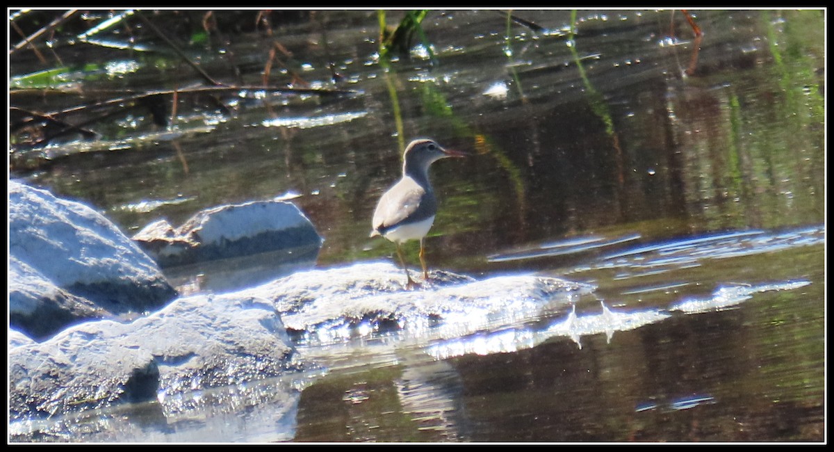 Spotted Sandpiper - Peter Gordon