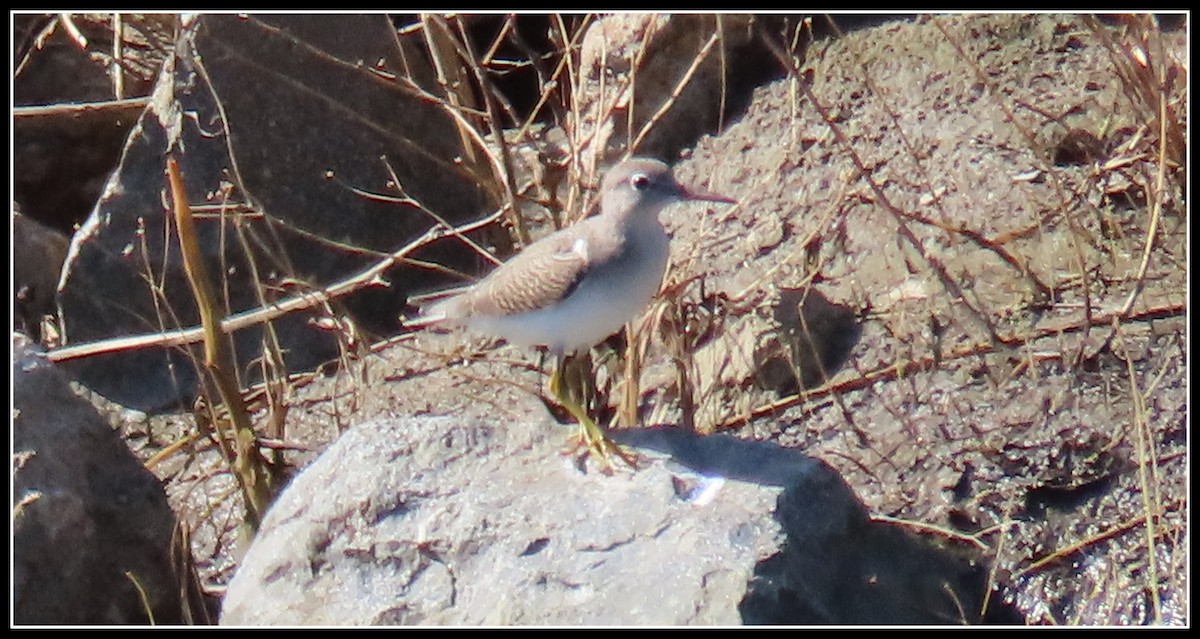 Spotted Sandpiper - Peter Gordon