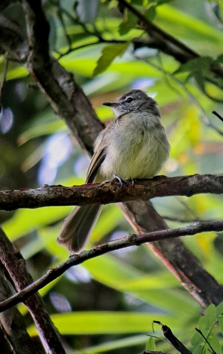 Greenish Elaenia - Tino Sanchez