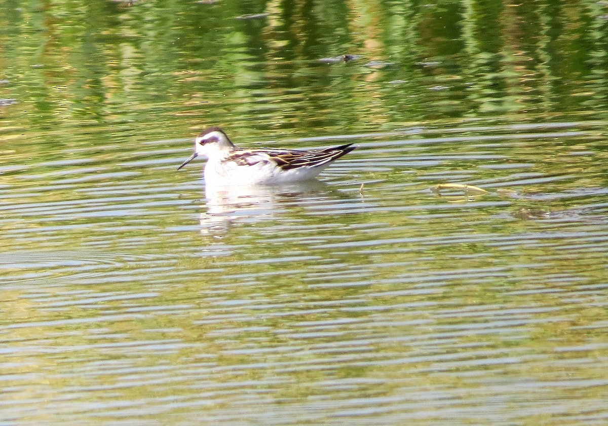 Phalarope à bec étroit - ML608773229