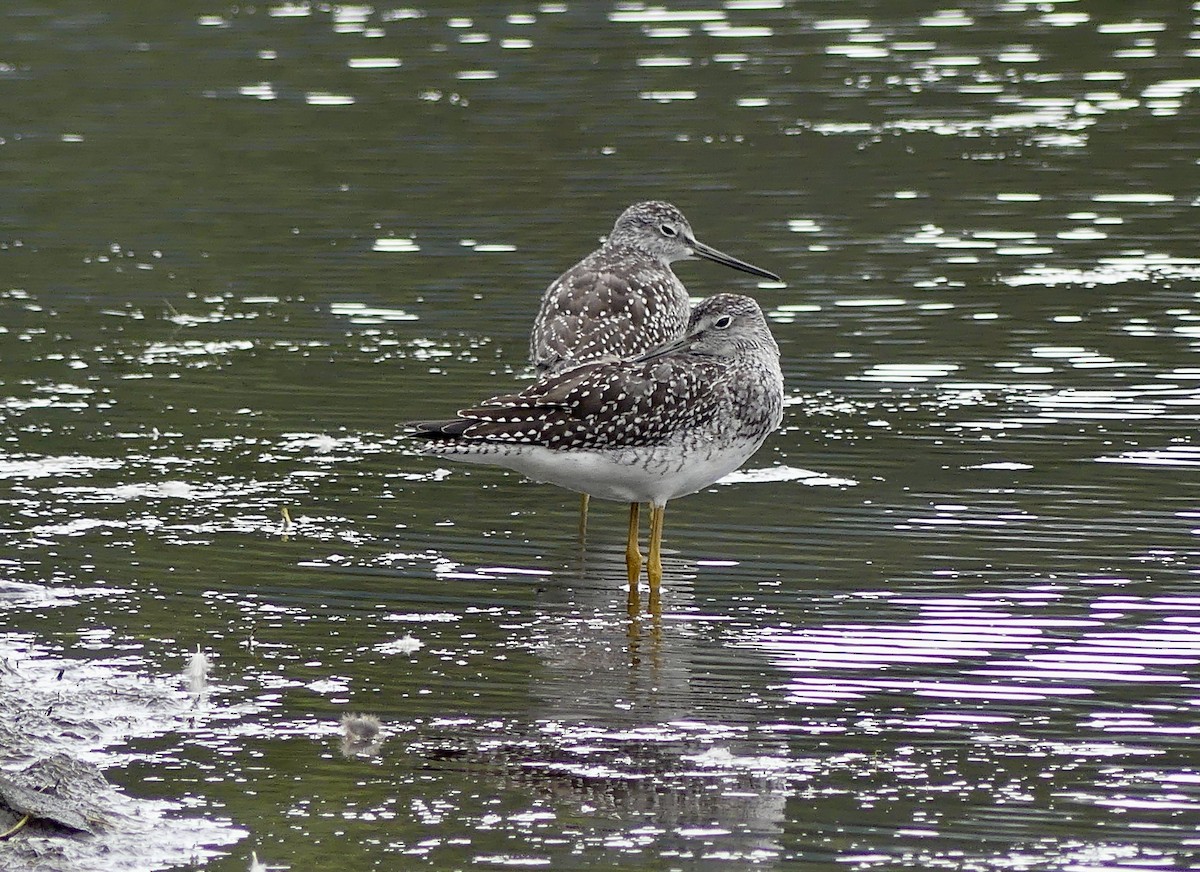 Greater Yellowlegs - ML608773302