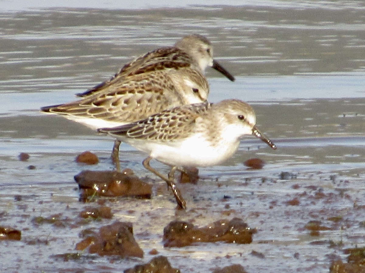 Western Sandpiper - ML608773306