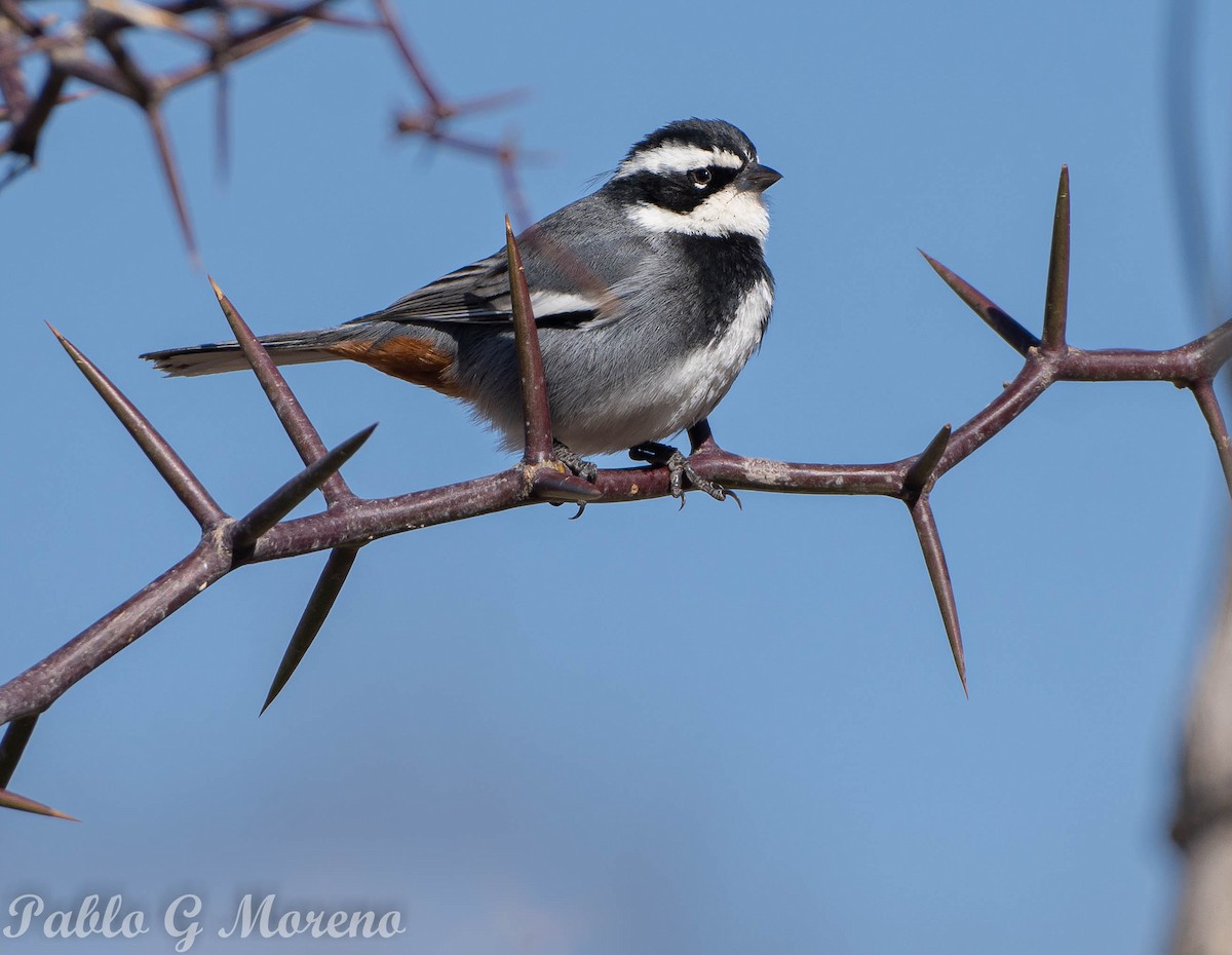 Ringed Warbling Finch - Pablo Moreno