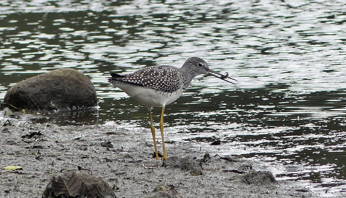 Greater Yellowlegs - ML608773345