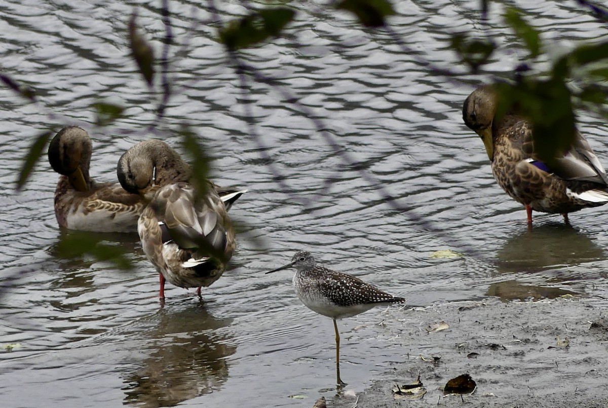 Greater Yellowlegs - ML608773357