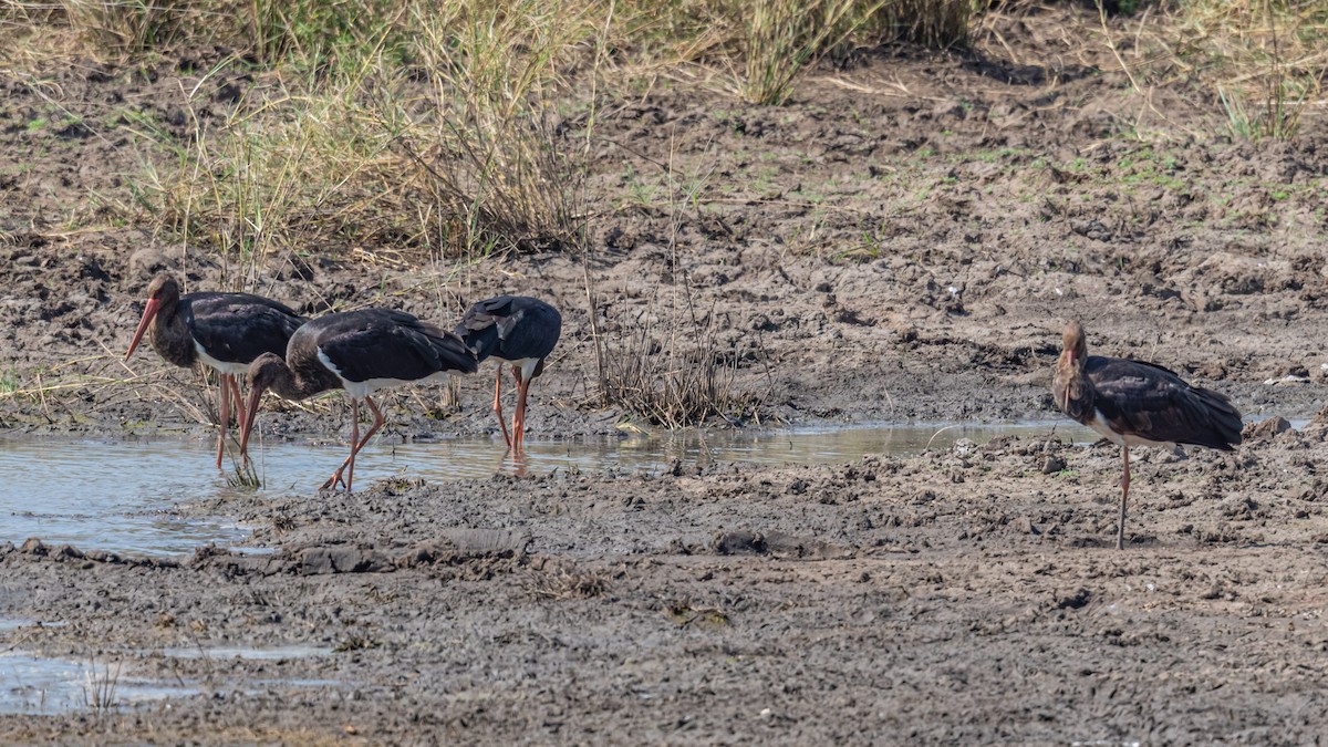 Black Stork - ML608773376