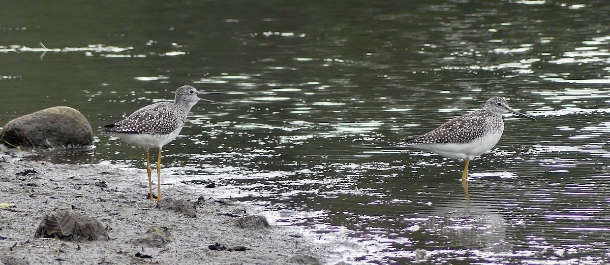 Greater Yellowlegs - Mary McCafferty